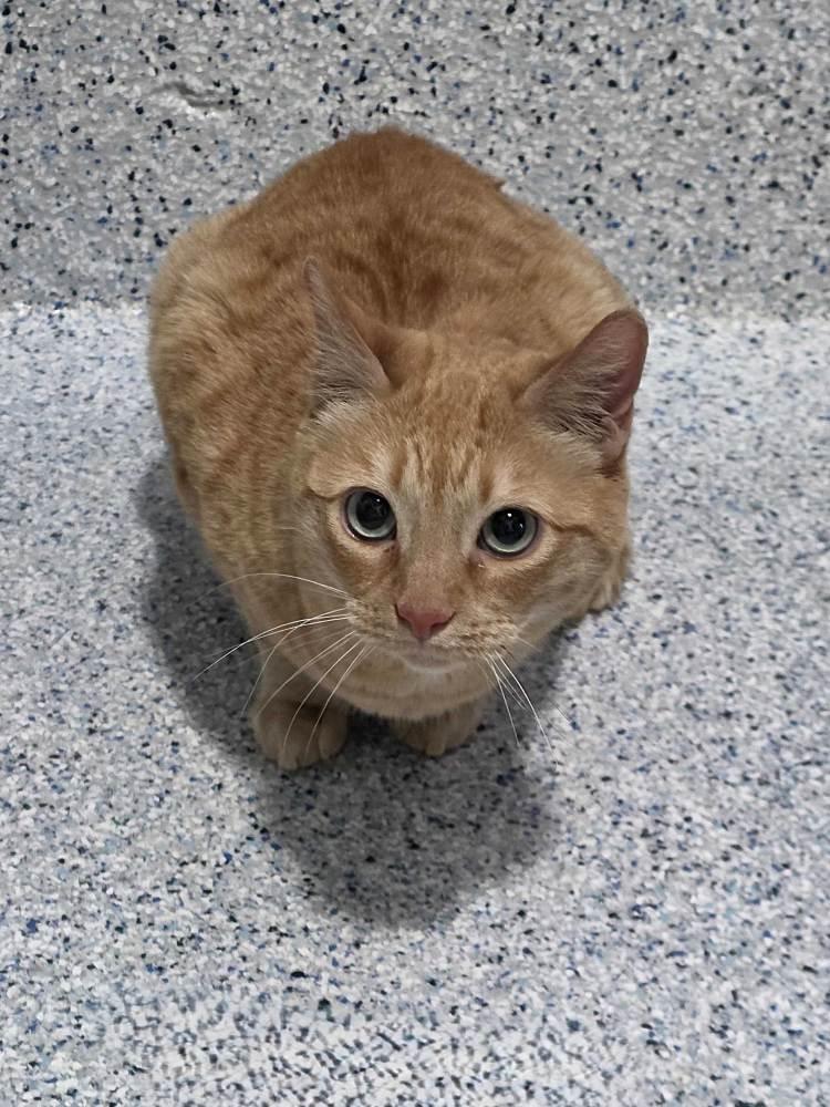 Enlarge Undella, a Adoptable Domestic Short Hair in Colorado Springs, CO image 3/3