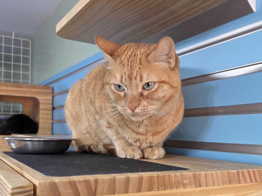 Undella, Adoptable, Senior Female Domestic Short Hair.