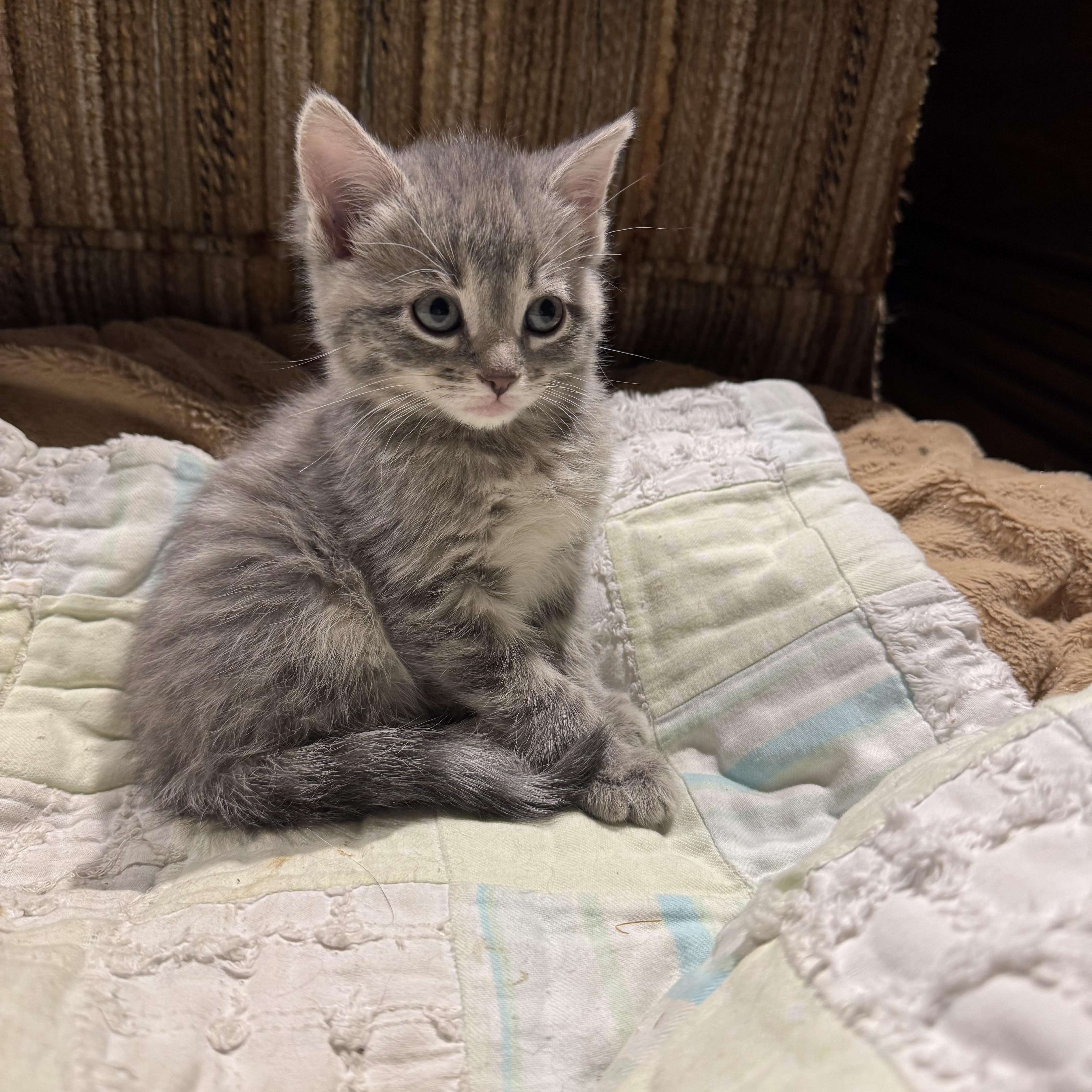 Zeus, an adopted Tabby in Wadsworth, IL image 1/3