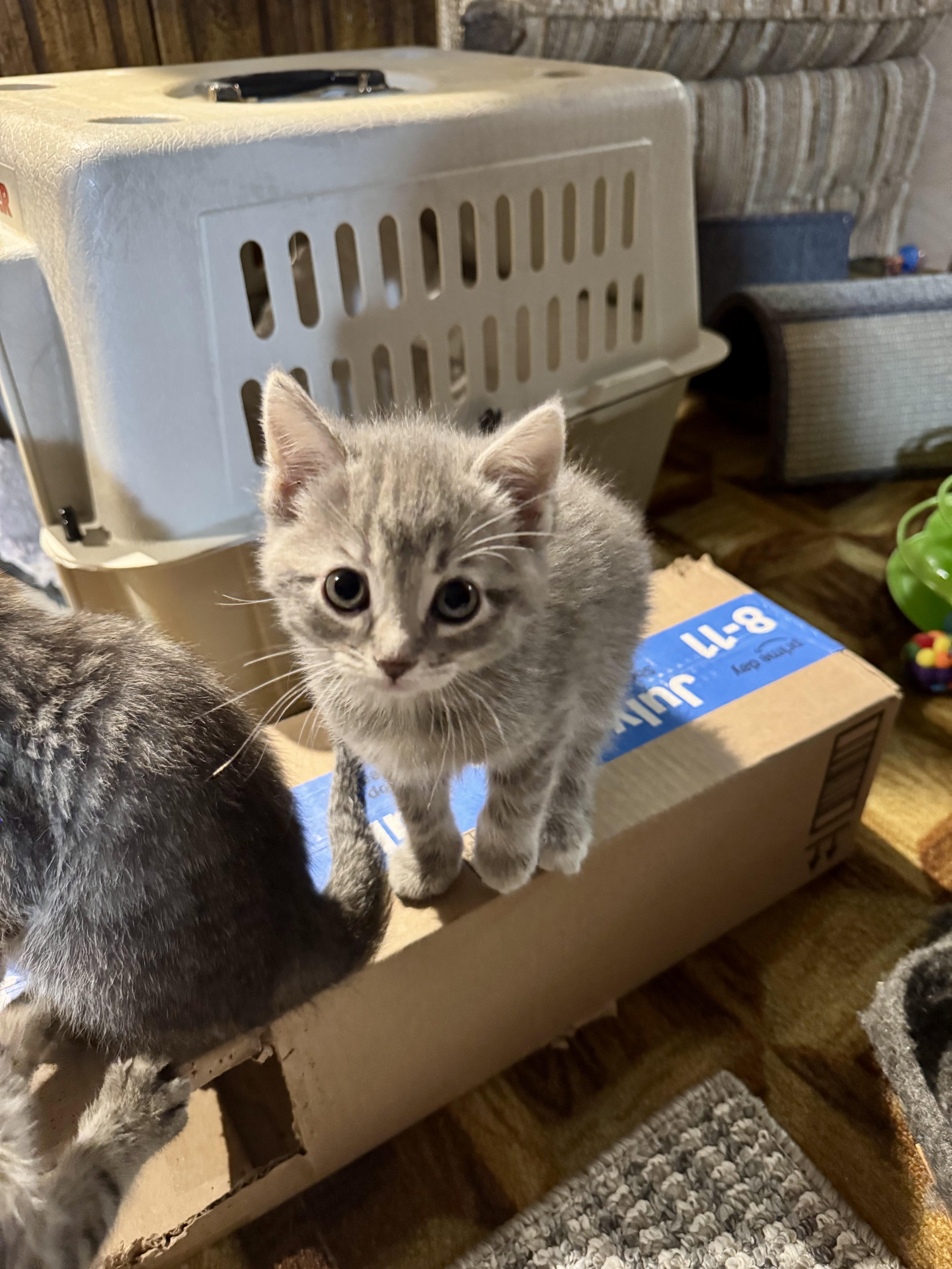Zeus, an adopted Tabby in Wadsworth, IL image 2/3