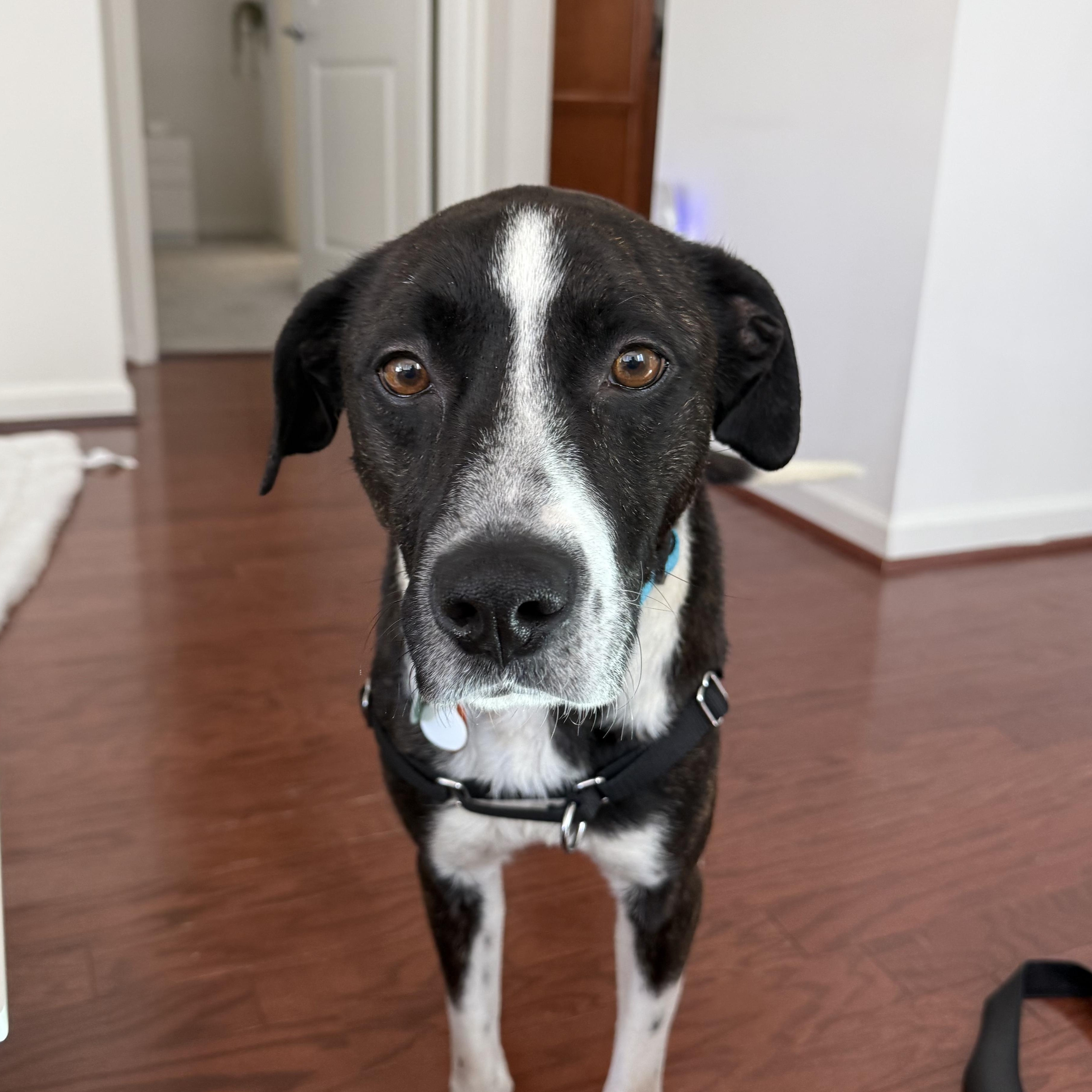 Enlarge Frankie, a Adoptable mixed breed in Alexandria, VA image 4/6