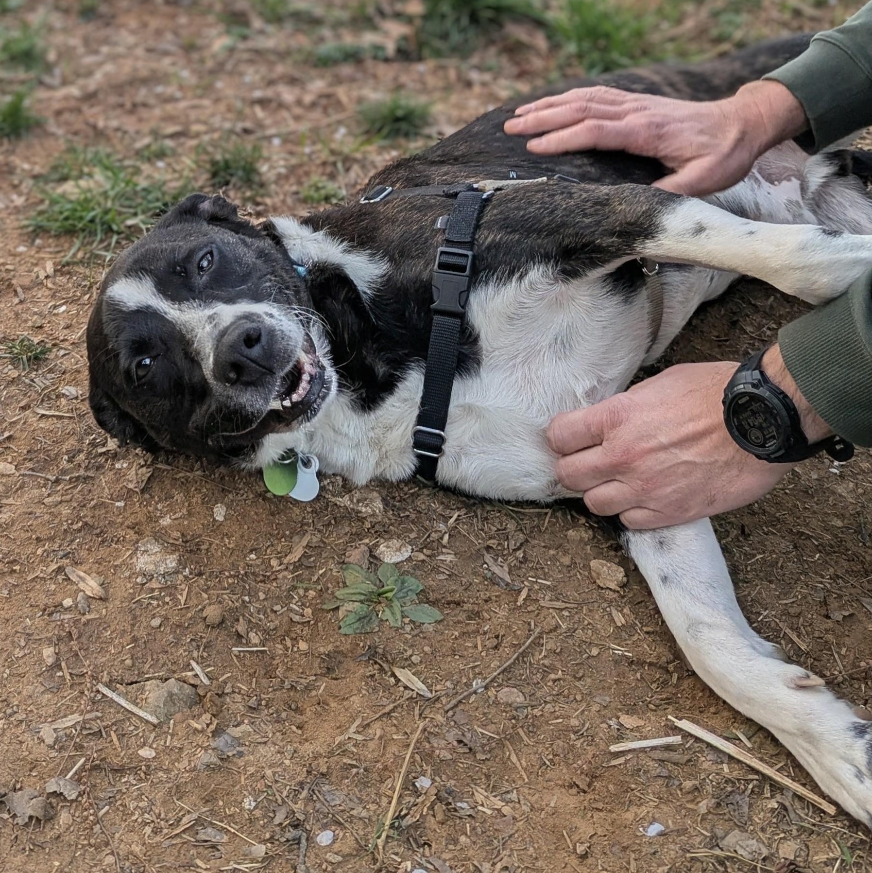 Enlarge Frankie, a Adoptable mixed breed in Alexandria, VA image 3/6