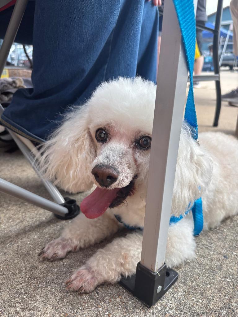 Alfie, Adoptable, Senior Male Poodle & Shih Tzu.