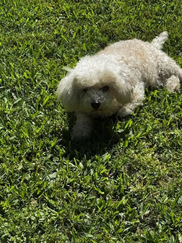 Alfie, a Adoptable mixed breed in Bryan, TX image 4/6