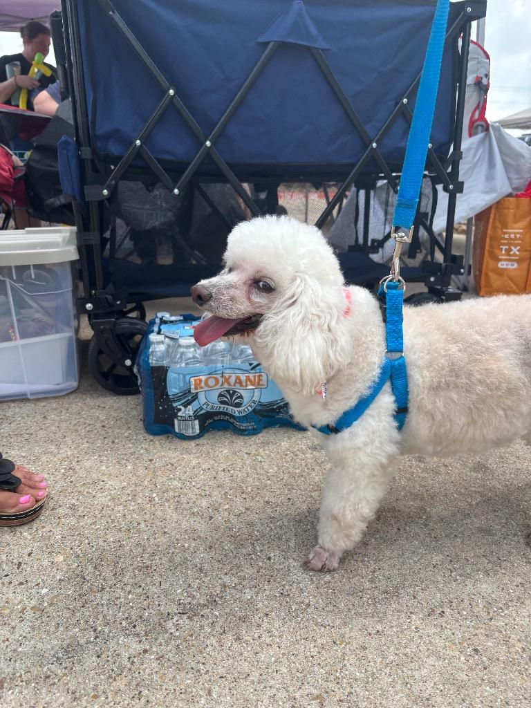 Alfie, a Adoptable mixed breed in Bryan, TX image 5/6