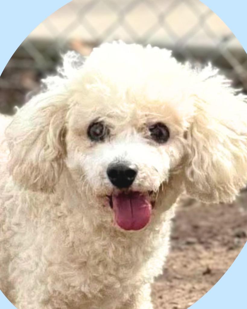 Alfie, a Adoptable mixed breed in Bryan, TX image 6/6