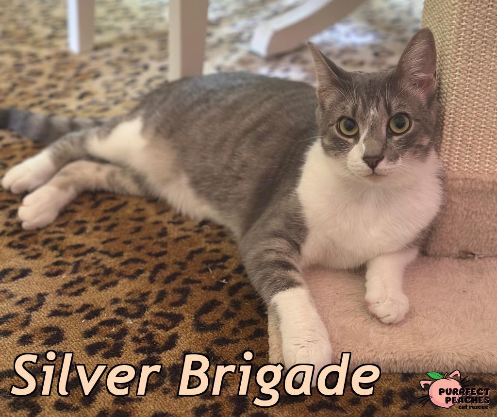 Enlarge Silver Brigade, a Adoptable mixed breed in Douglasville, GA image 1/2
