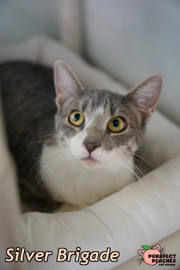 Enlarge Silver Brigade, a Adoptable mixed breed in Douglasville, GA image 2/2