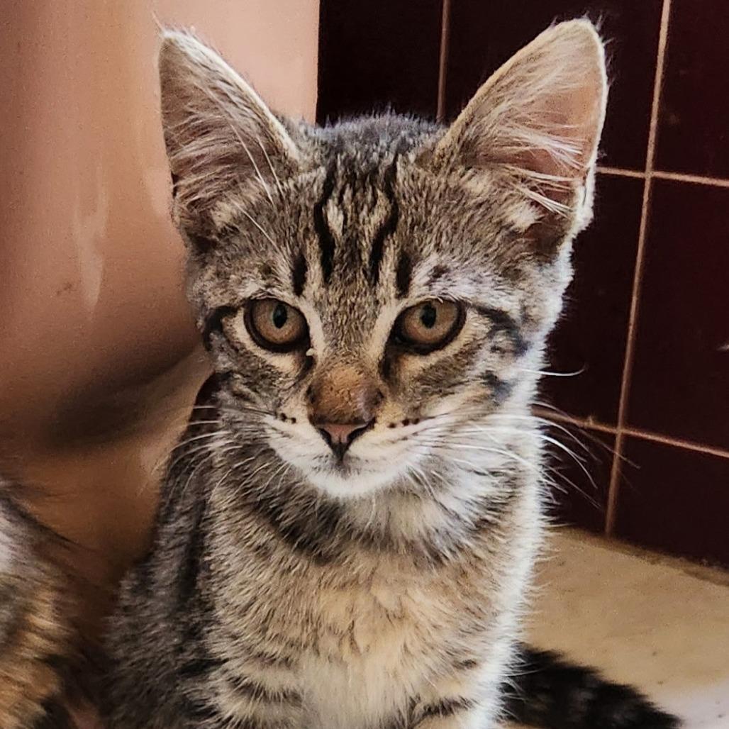 Biscuit, Adoptable, Kitten Male Domestic Short Hair.