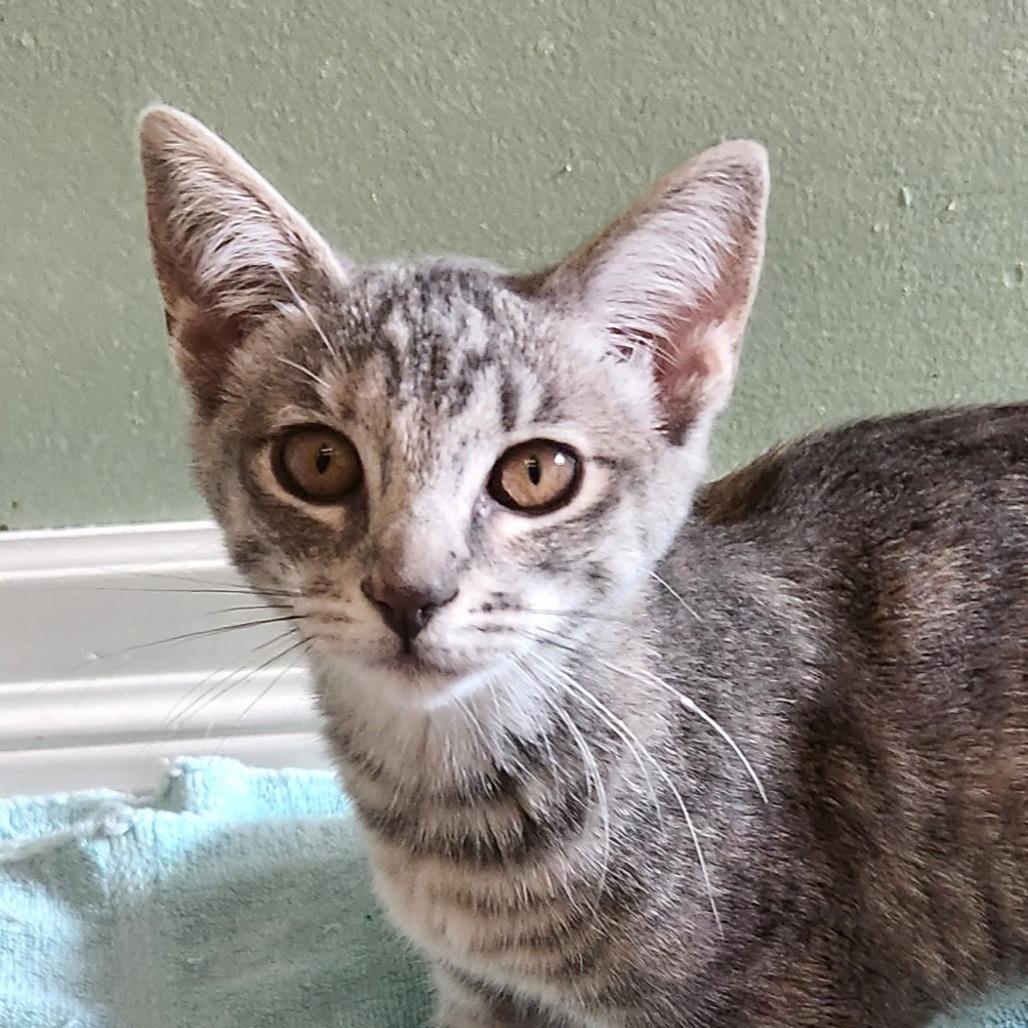 Biscuit, a Adoptable Domestic Short Hair in Pleasanton, CA image 2/2