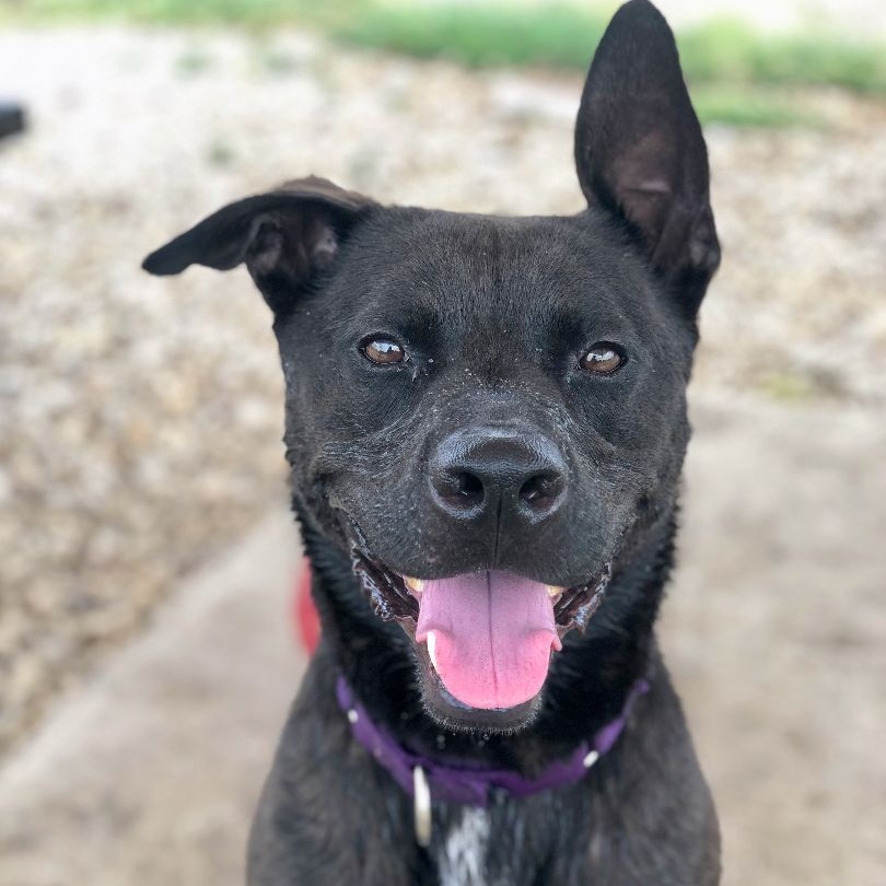 Aries, a Adoptable mixed breed in Georgetown, TX image 1/7