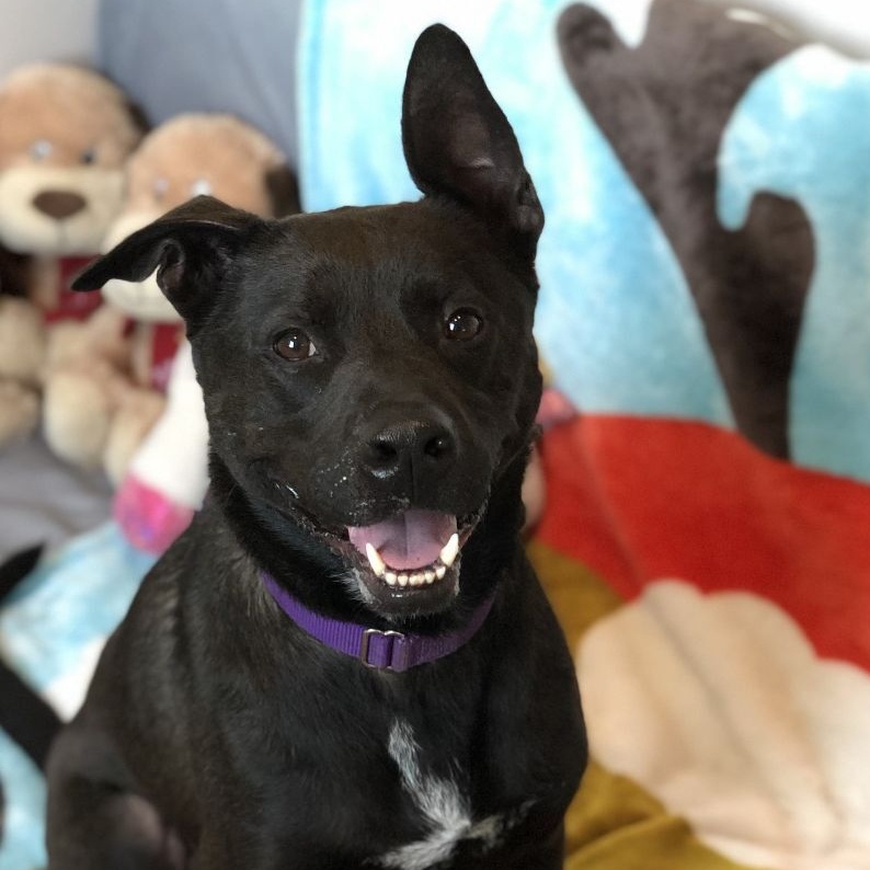 Aries, a Adoptable mixed breed in Georgetown, TX image 2/7