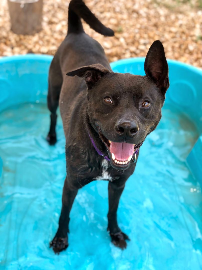Aries, a Adoptable mixed breed in Georgetown, TX image 3/7