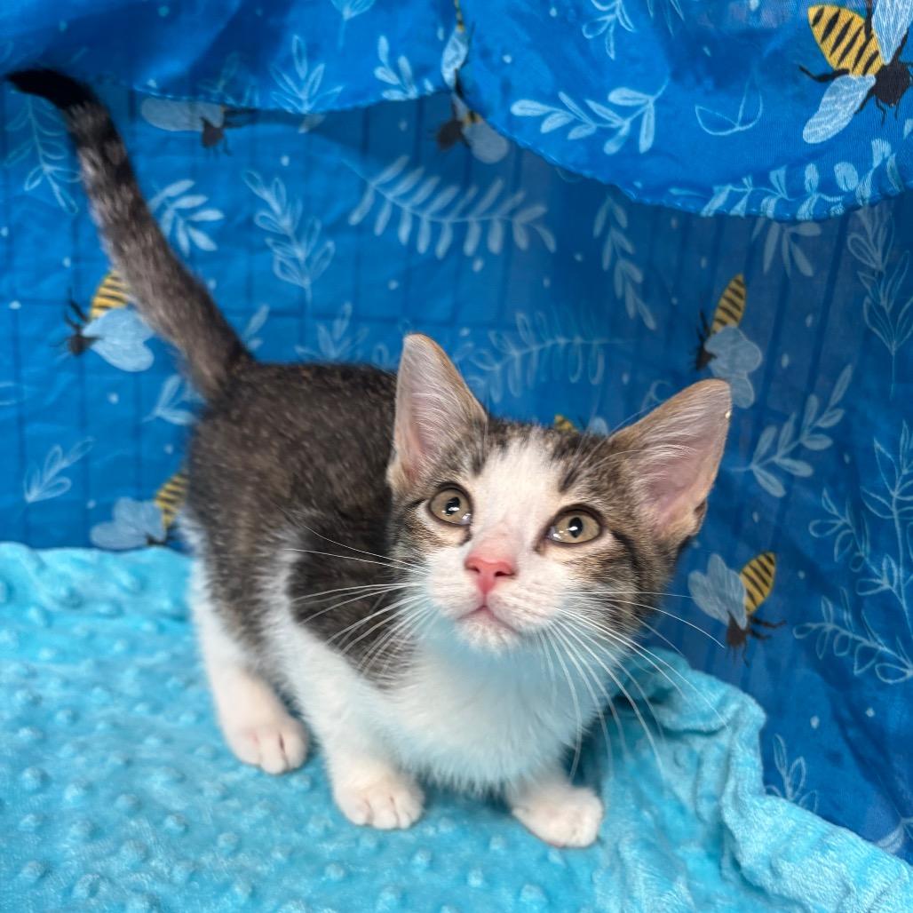 Cheech, Adoptable, Kitten Male American Shorthair.