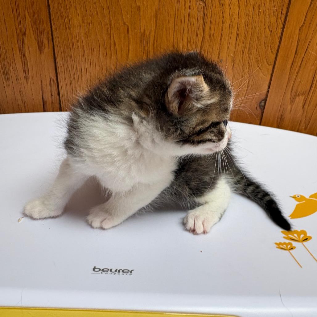 Cheech, a Adoptable American Shorthair in Greenfield, IN image 2/2