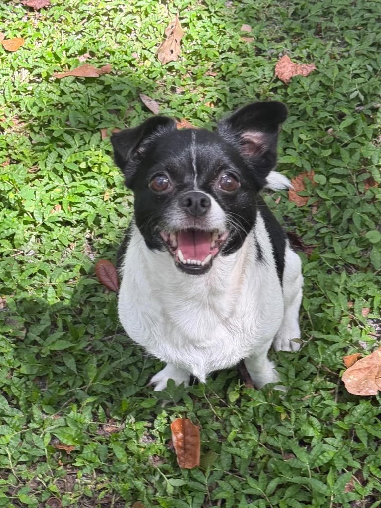 Petunia, Adoptable, Adult Female Chihuahua & Pekingese.
