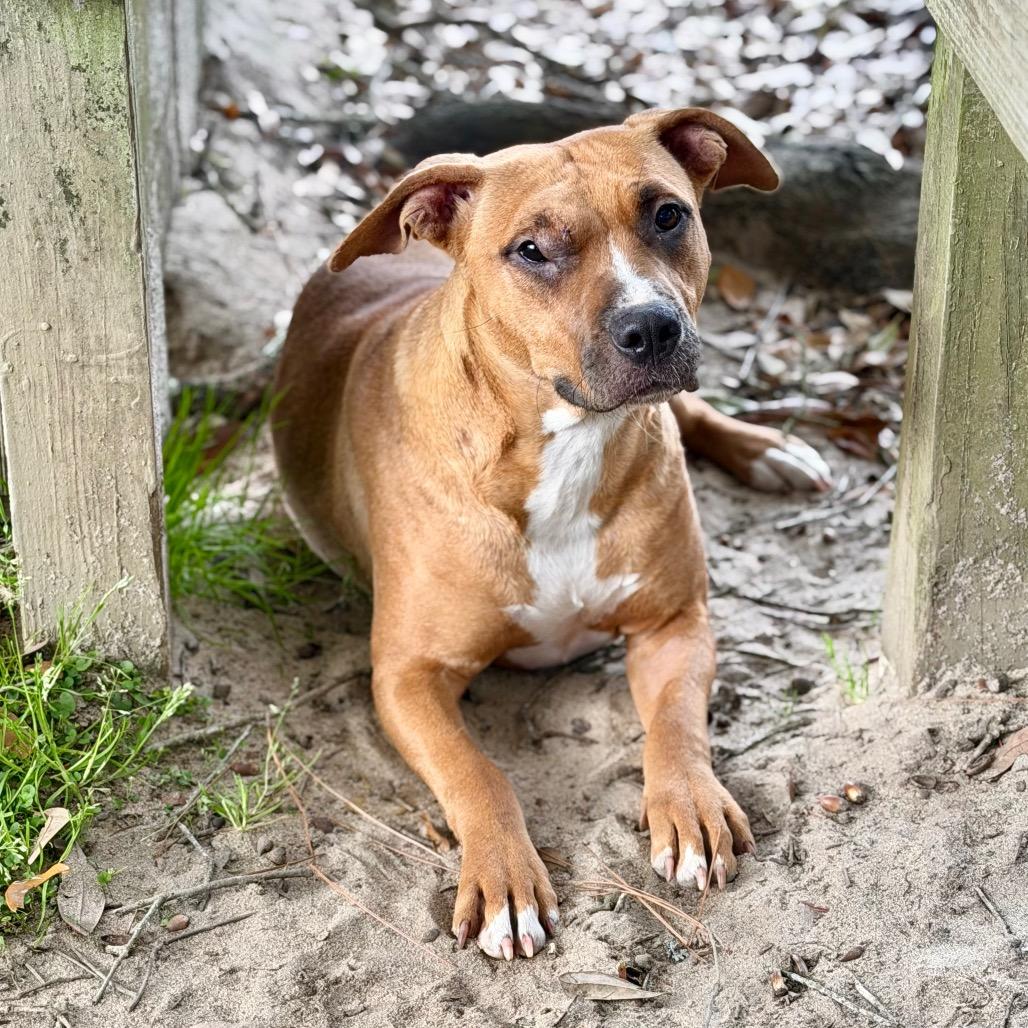 Enlarge Cricket, a Adoptable Mixed Breed in Milton, FL image 1/1