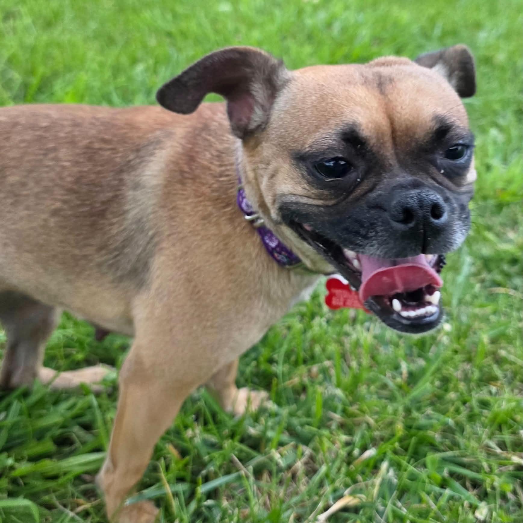 Tessa, a ADOPTABLE mixed breed in Boulder, CO image 5/6