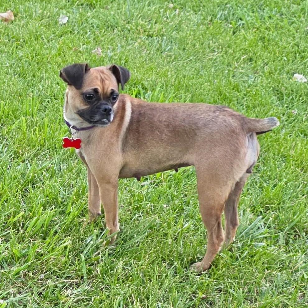 Tessa, ADOPTABLE, Young Female Pug & Chihuahua.