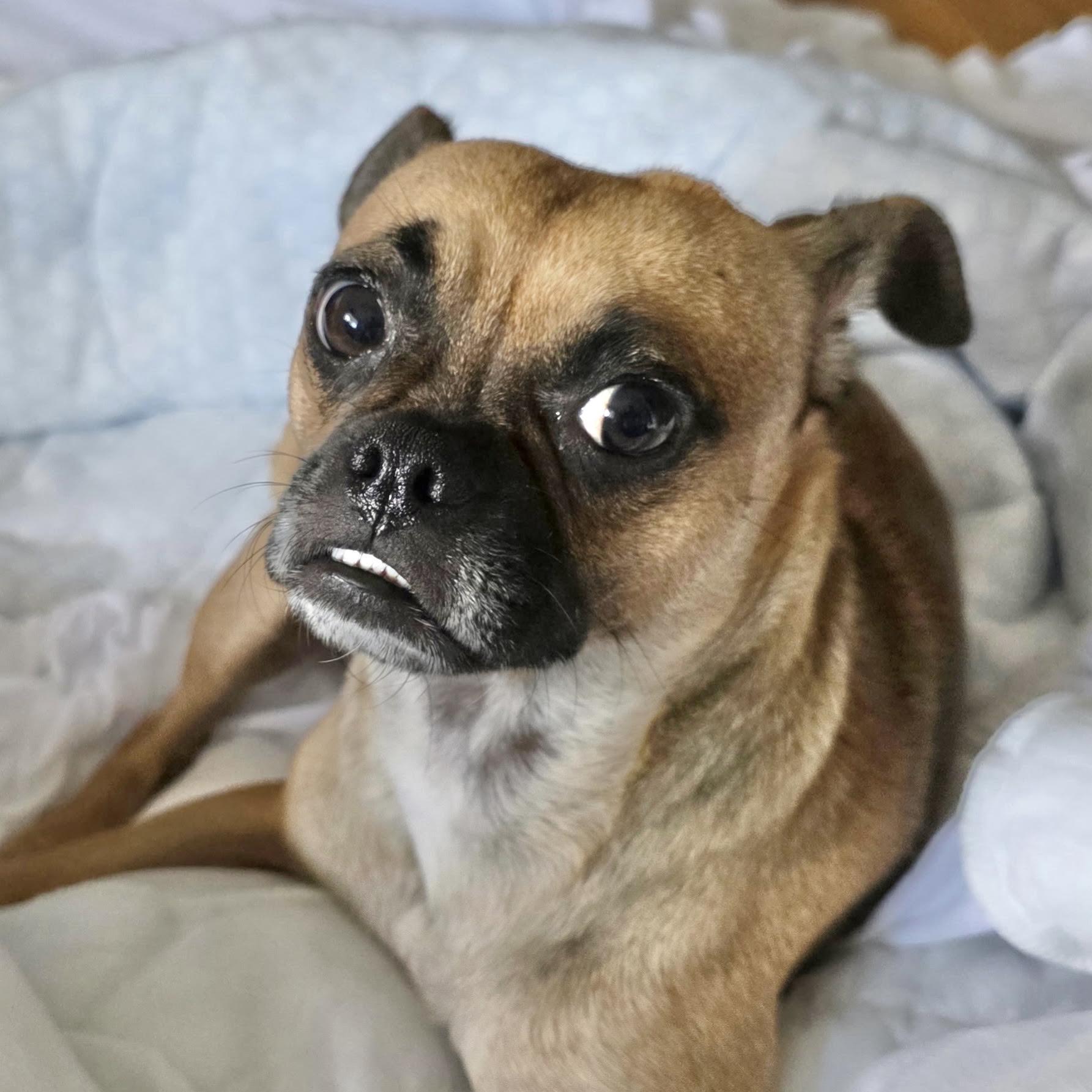 Tessa, a ADOPTABLE mixed breed in Boulder, CO image 6/6