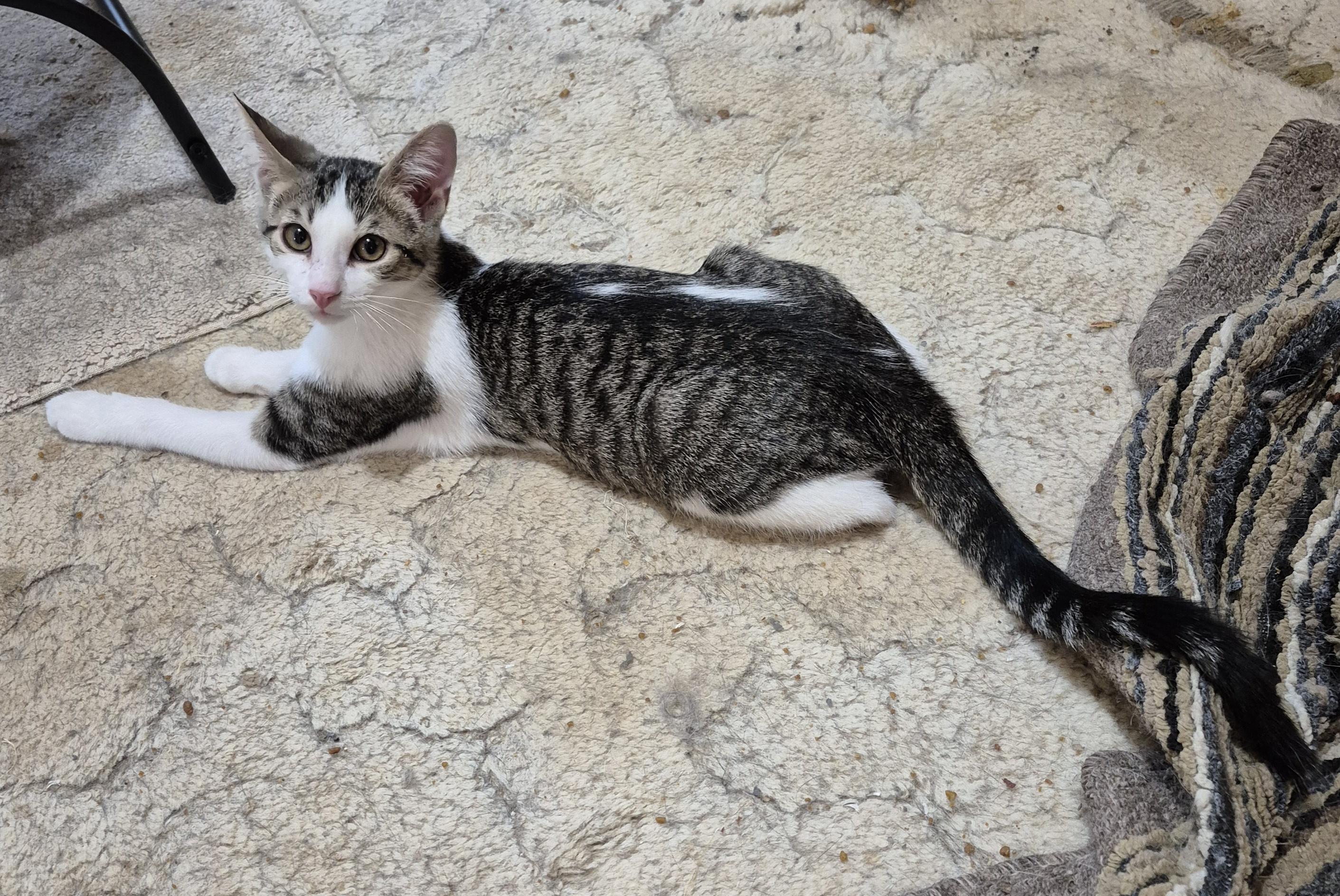 Simon, a Adoptable Domestic Short Hair in Milwaukee, WI image 2/6