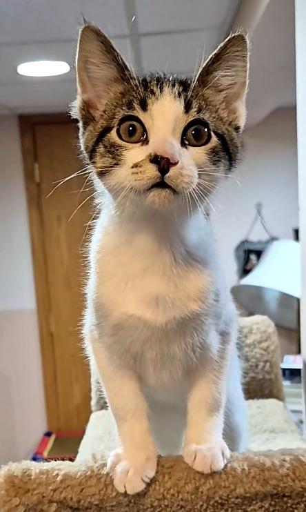 Simon, a Adoptable Domestic Short Hair in Milwaukee, WI image 2/5