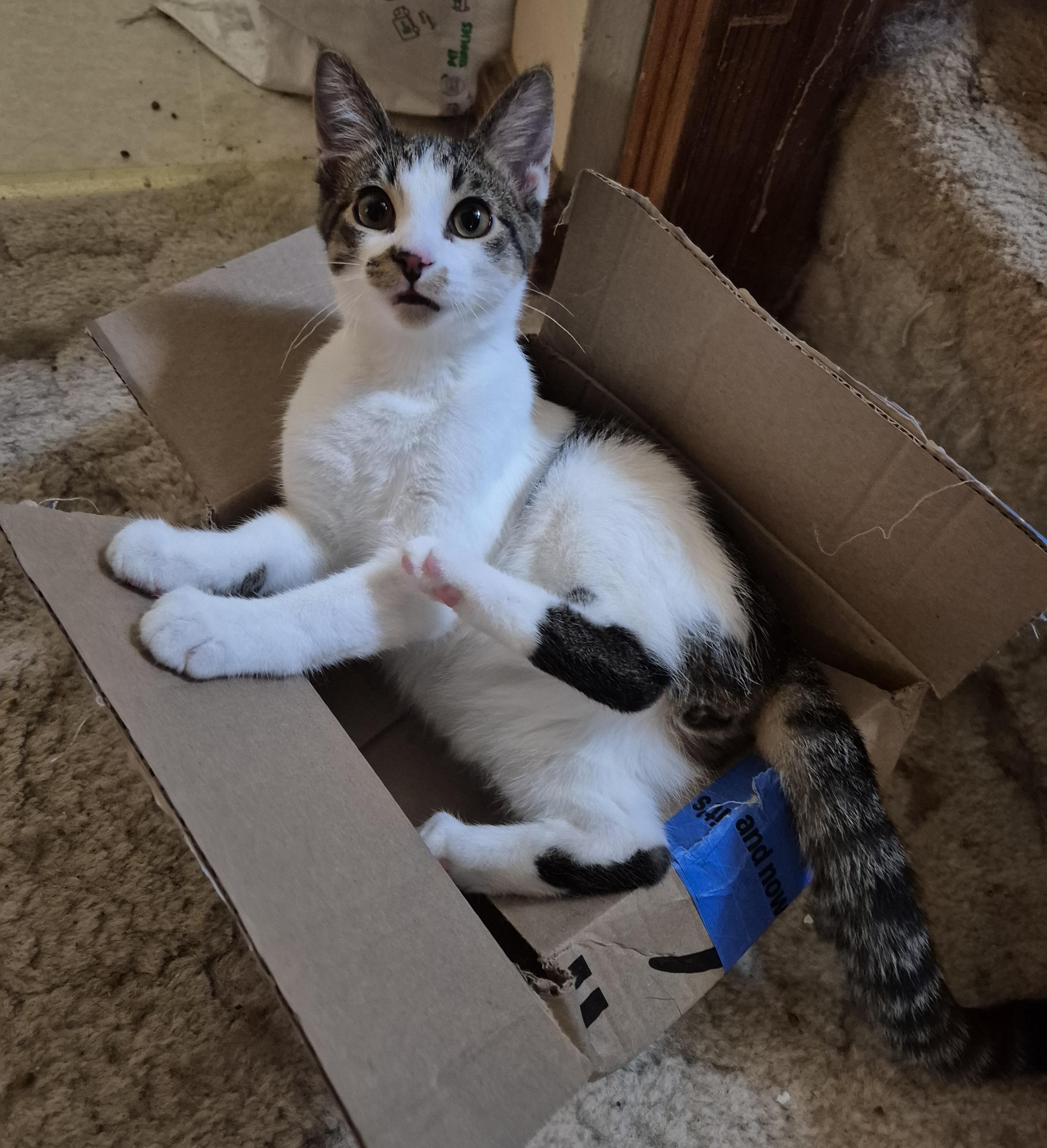 Simon, Adoptable, Kitten Male Domestic Short Hair.