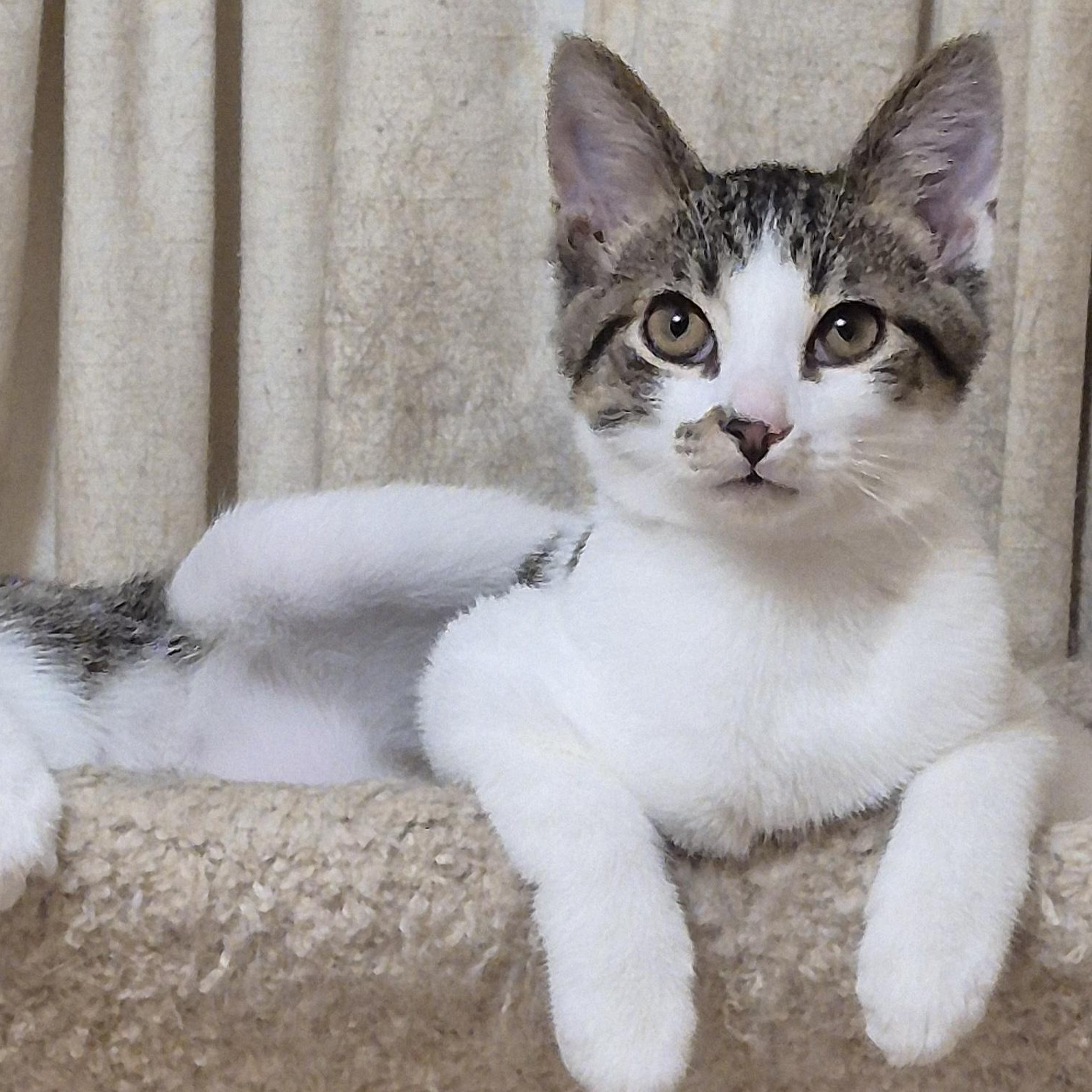 Simon, Adoptable, Kitten Male Domestic Short Hair.