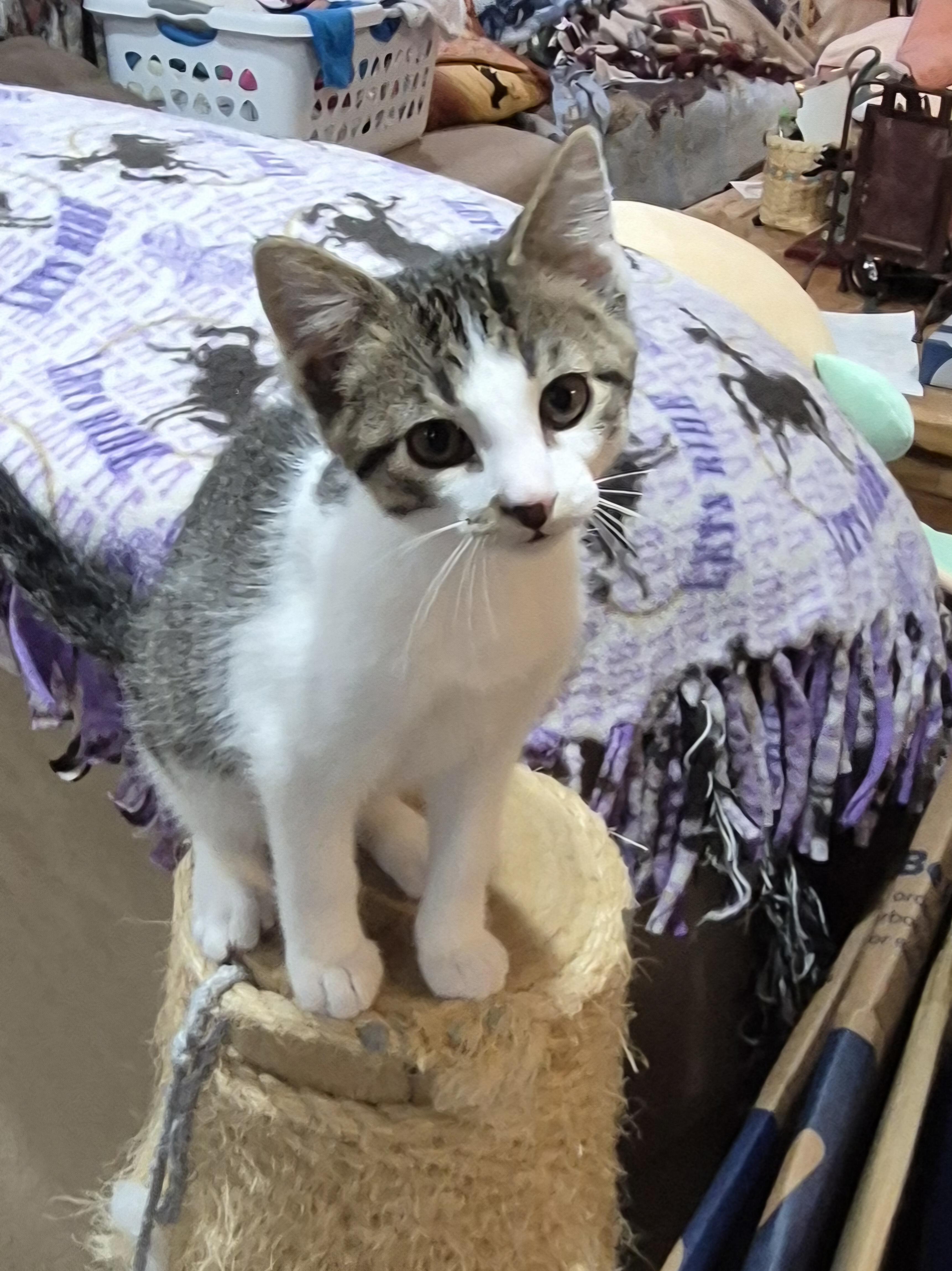 Simon, a Adoptable Domestic Short Hair in Milwaukee, WI image 5/5