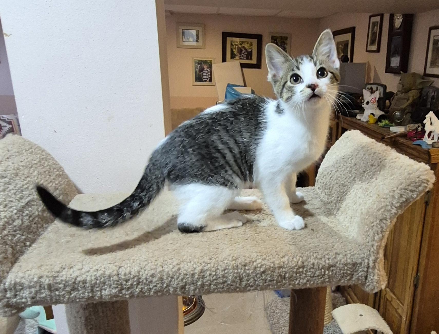 Simon, a Adoptable Domestic Short Hair in Milwaukee, WI image 4/5