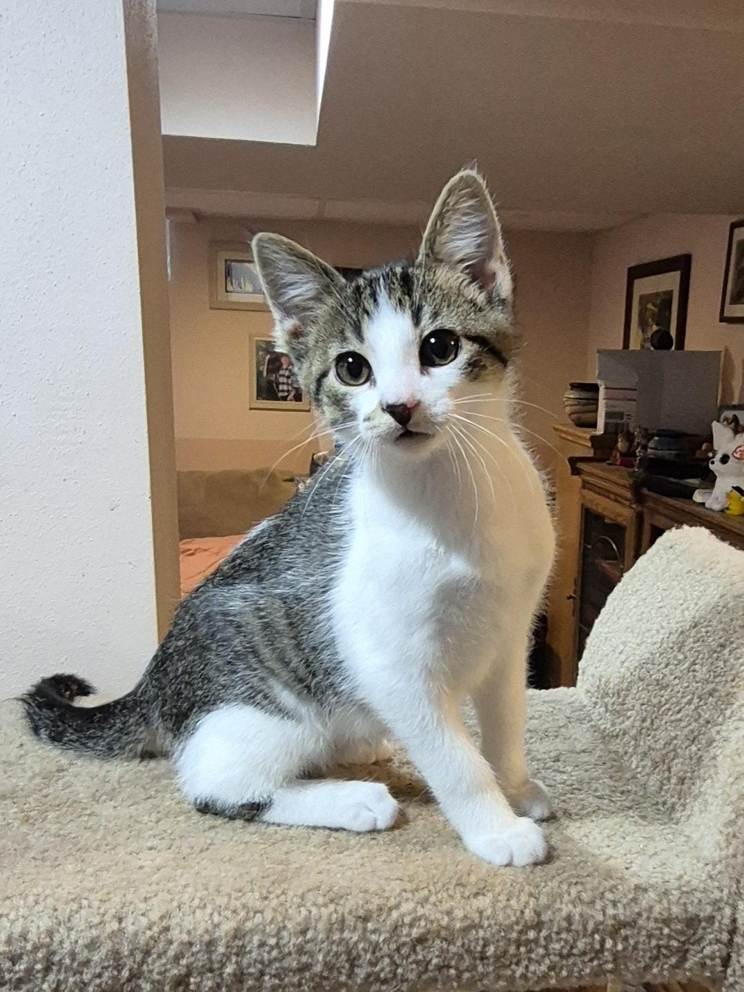 Simon, a Adoptable Domestic Short Hair in Milwaukee, WI image 3/5