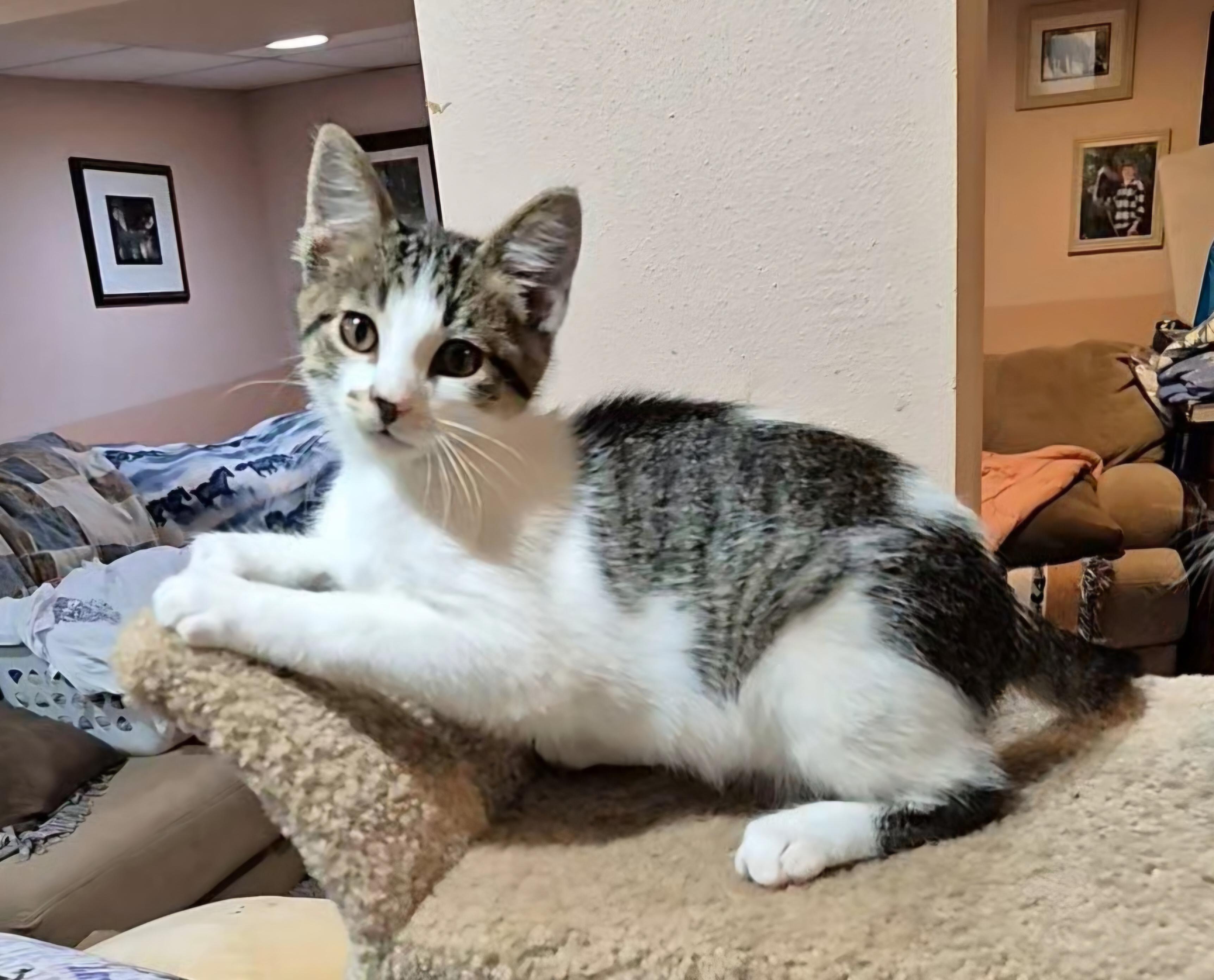 Simon, Adoptable, Kitten Male Domestic Short Hair.
