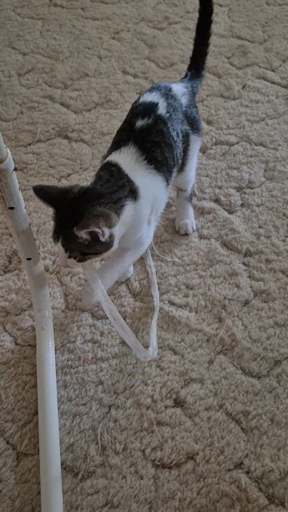 Enlarge Simon, a Adoptable Domestic Short Hair in Milwaukee, WI video 6/6