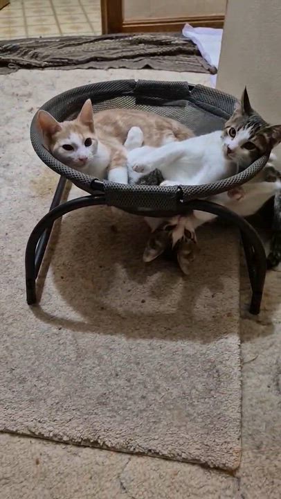 Enlarge Simon, a Adoptable Domestic Short Hair in Milwaukee, WI video 5/6