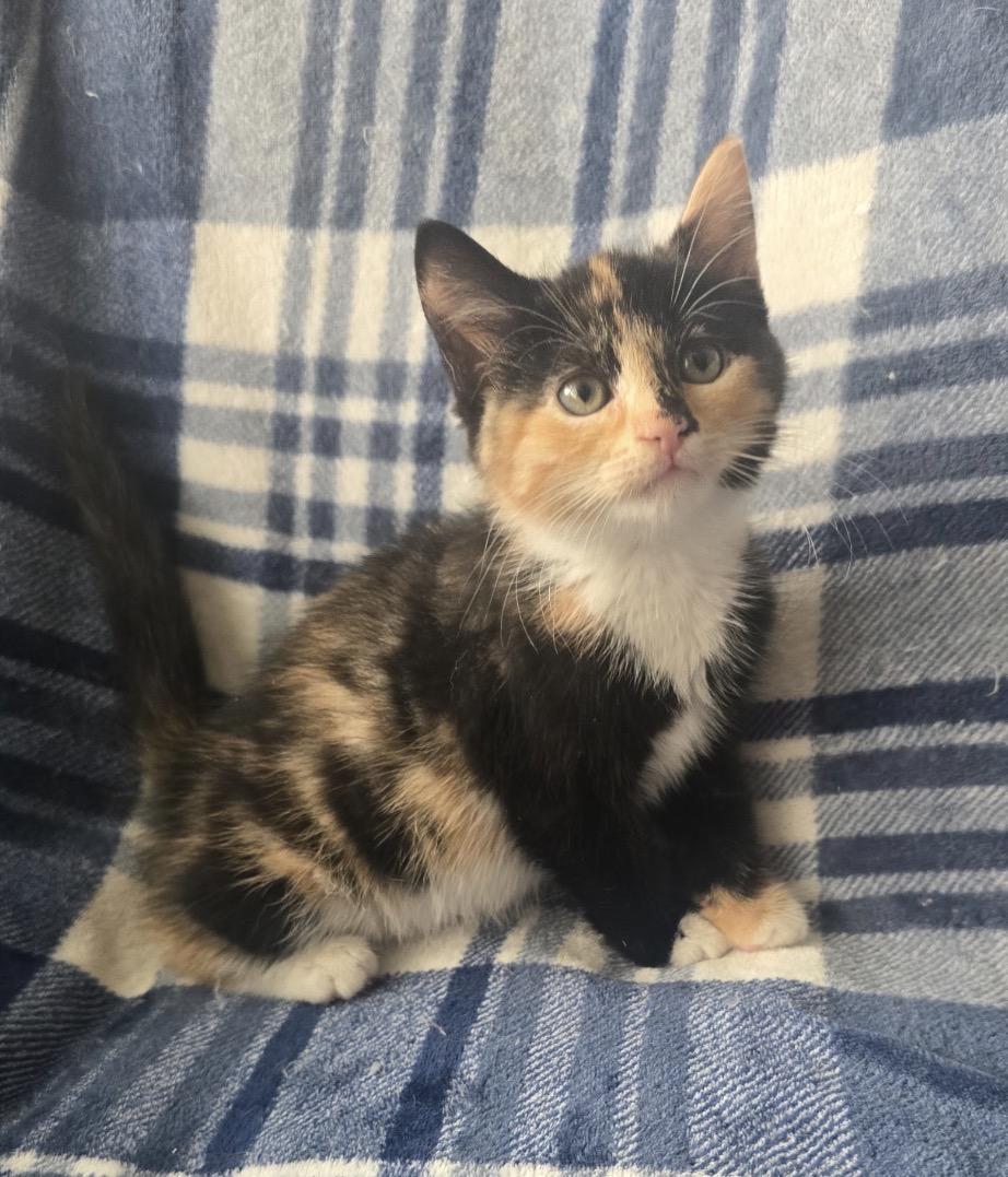 CANNOLI, Adoptable, Kitten Female Domestic Short Hair.