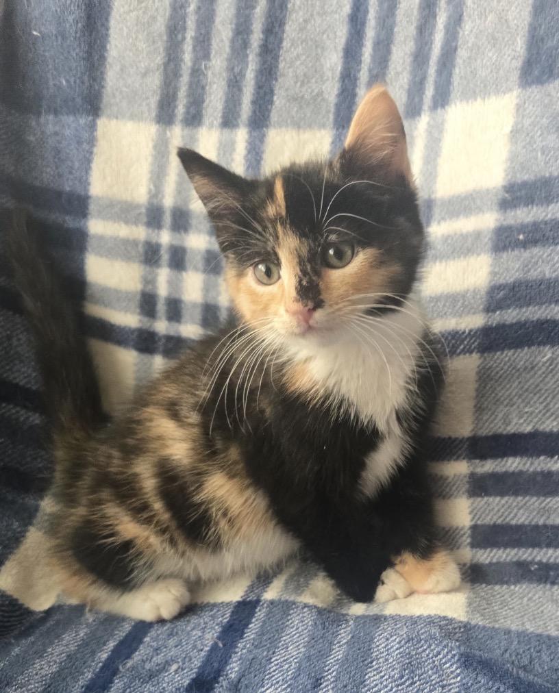 CANNOLI, a Adoptable Domestic Short Hair in Spotswood, NJ image 2/5