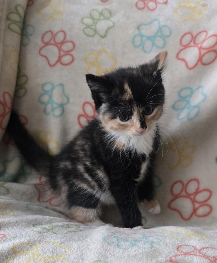 CANNOLI, a Adoptable Domestic Short Hair in Spotswood, NJ image 3/5