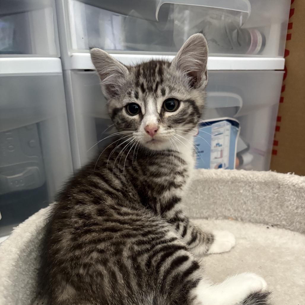 Photo of Blizzard (lt teal)