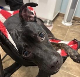 Enlarge Champ 325-26, a Adoptable mixed breed in Cumming, GA image 1/1