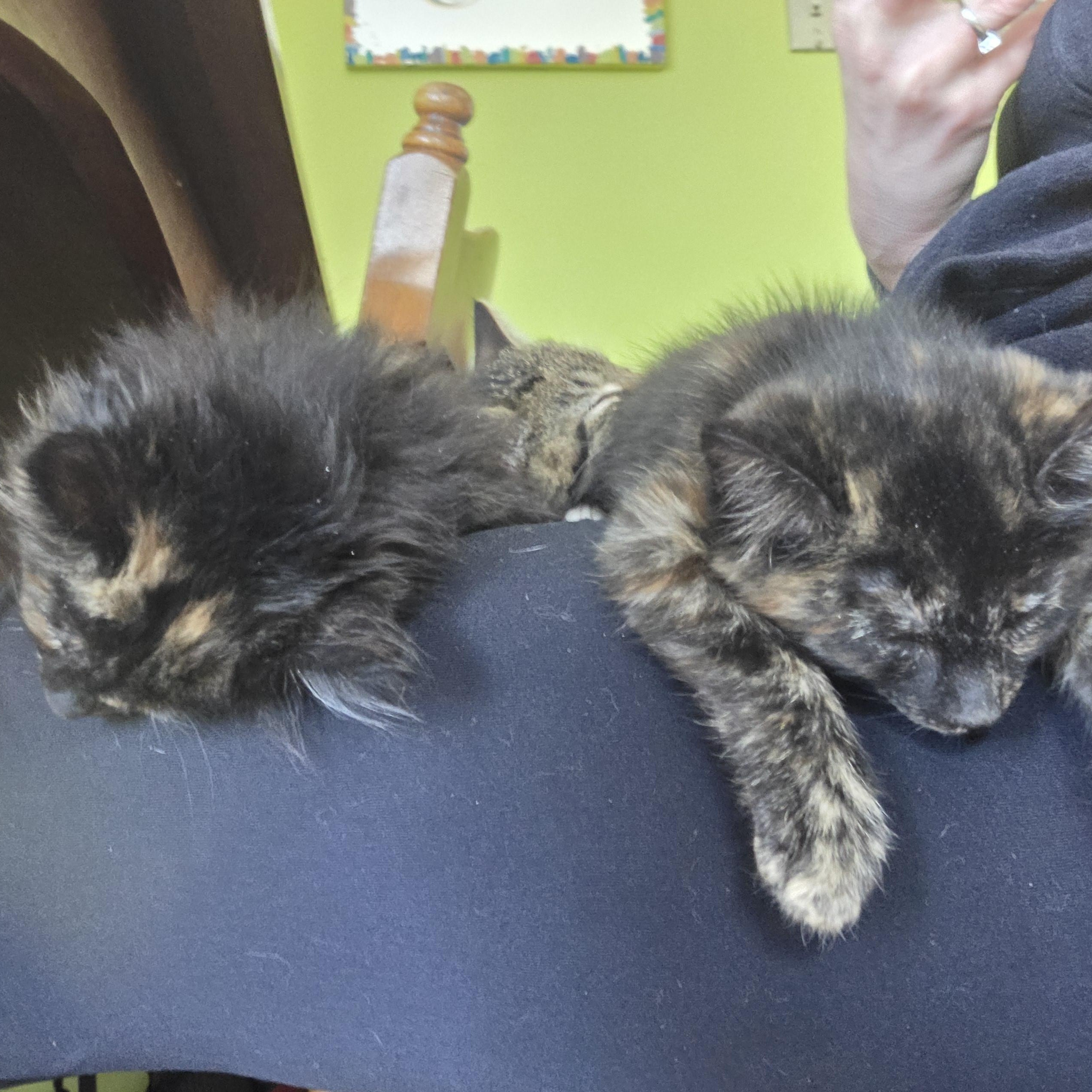 Enlarge Eleanor Rigby, an adopted mixed breed in Racine, WI image 4/5