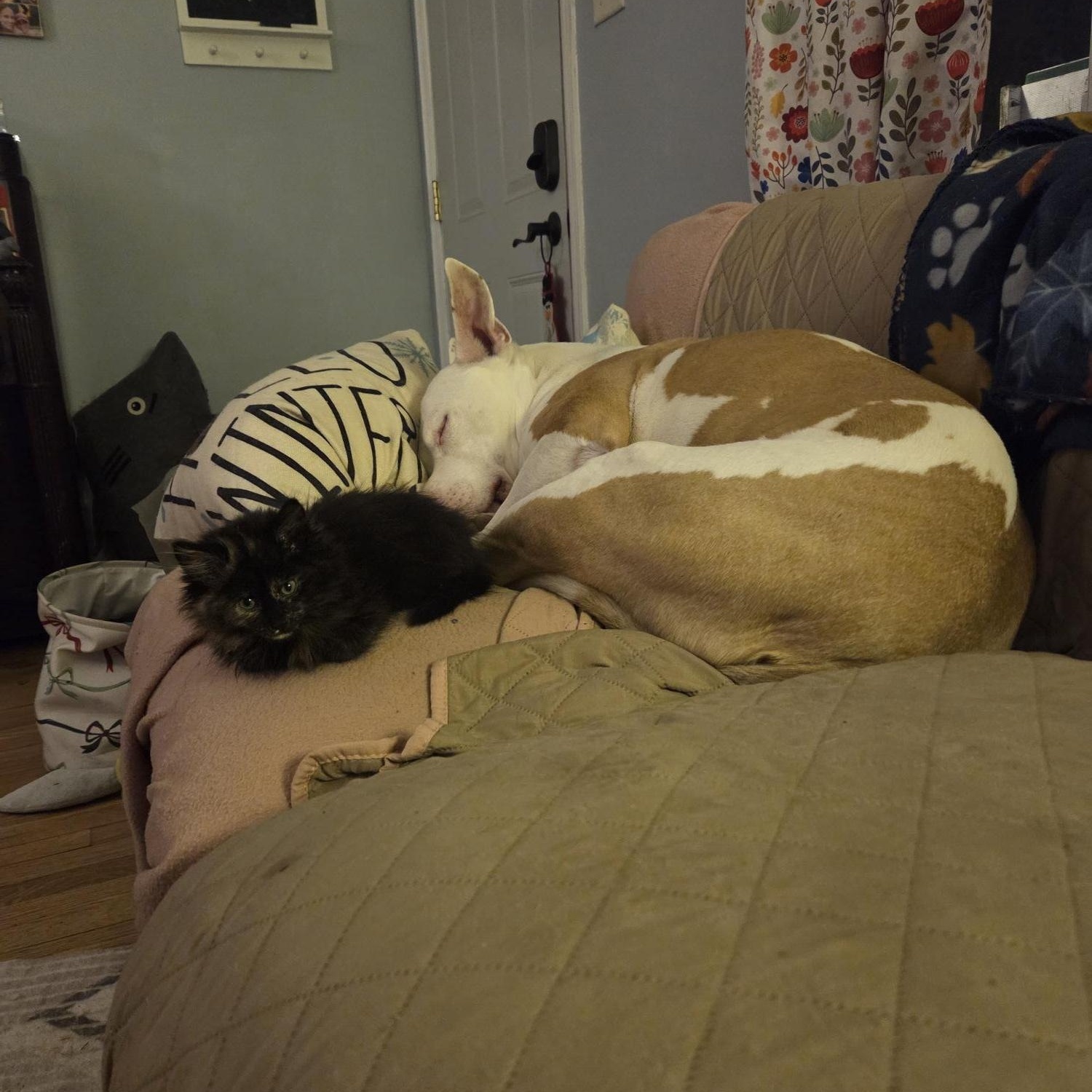 Enlarge Eleanor Rigby, an adopted mixed breed in Racine, WI image 3/5