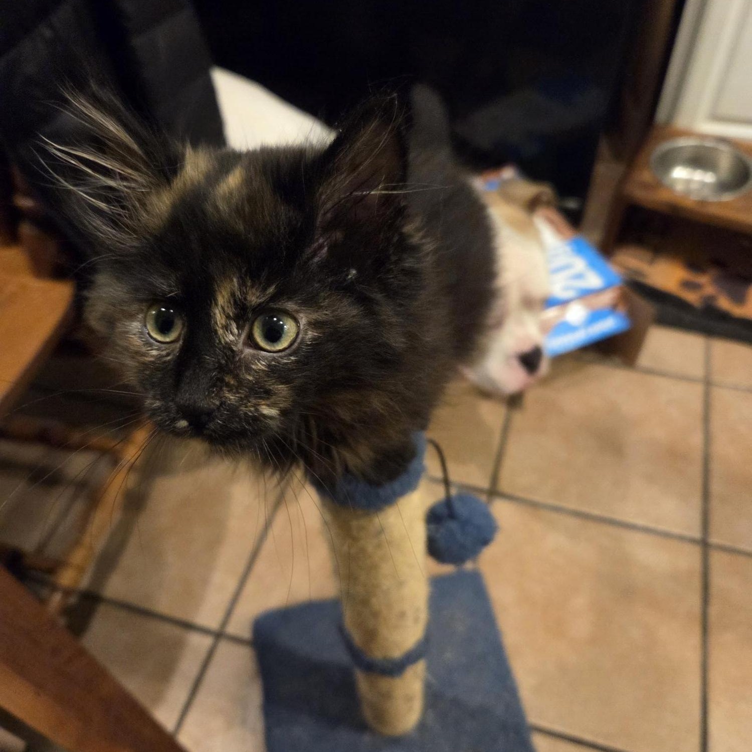 Eleanor Rigby, adopted, Kitten Female Tortoiseshell & Domestic Long Hair.