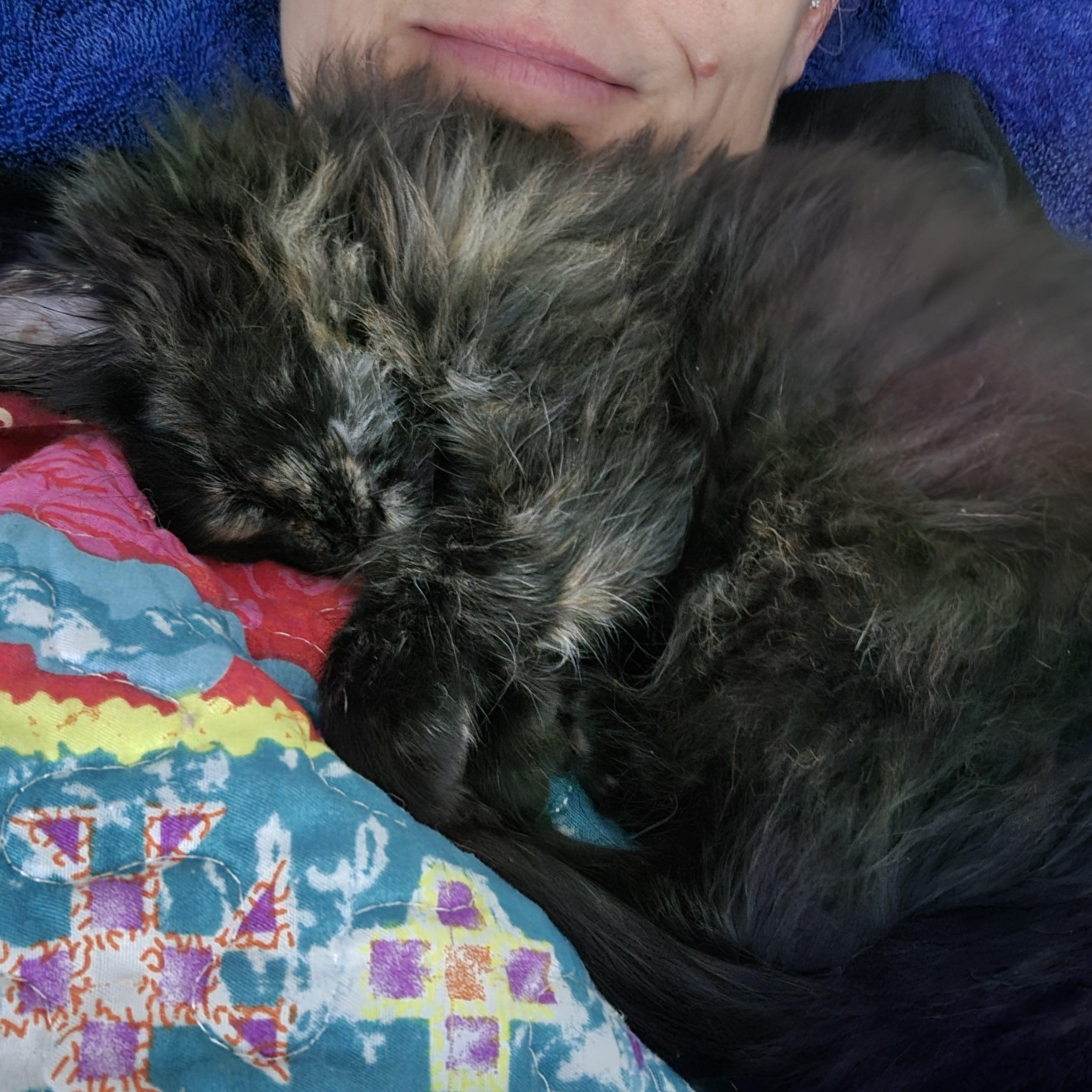 Enlarge Eleanor Rigby, an adopted mixed breed in Racine, WI image 2/5