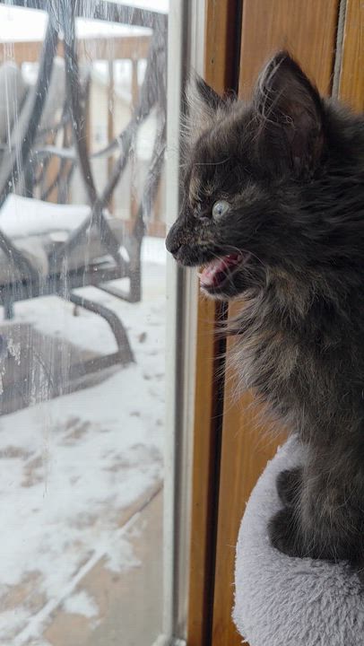 Enlarge Eleanor Rigby, an adopted mixed breed in Racine, WI video 5/5