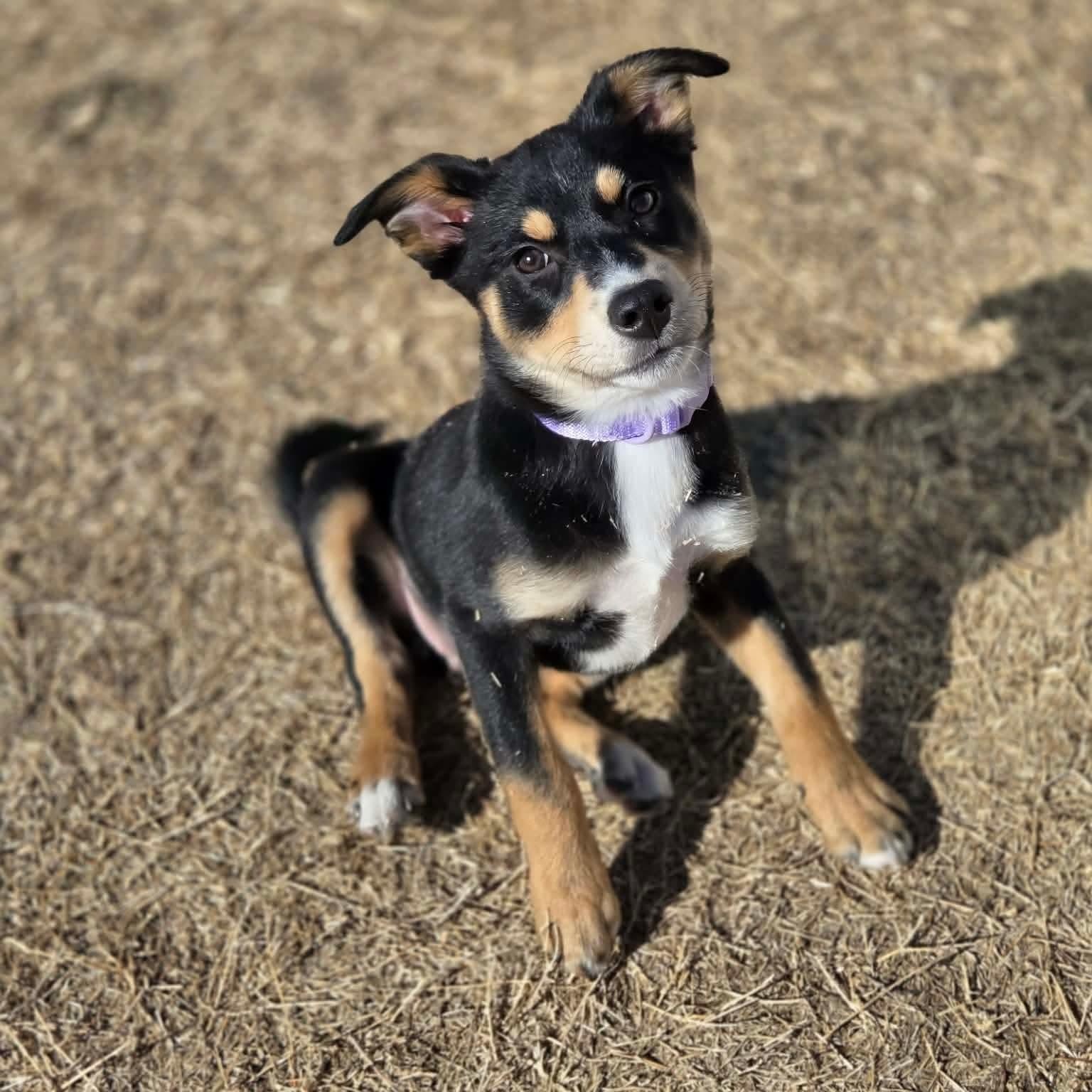 Mochachina, an adopted mixed breed in Yukon, OK image 1/4