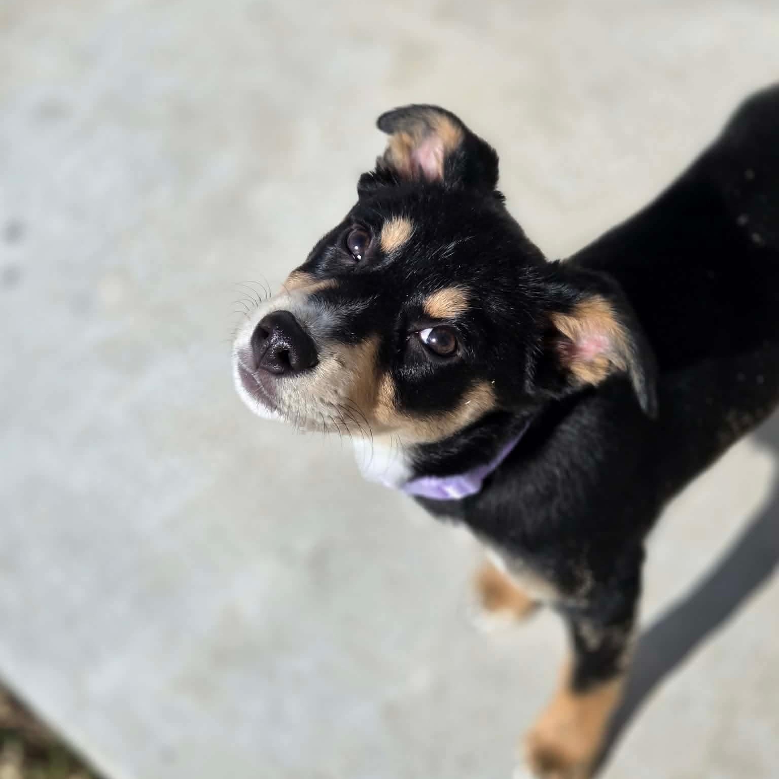 Mochachina, an adopted mixed breed in Yukon, OK image 2/4