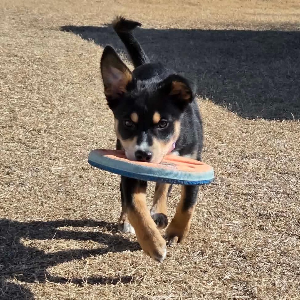 Mochachina, an adopted mixed breed in Yukon, OK image 3/4