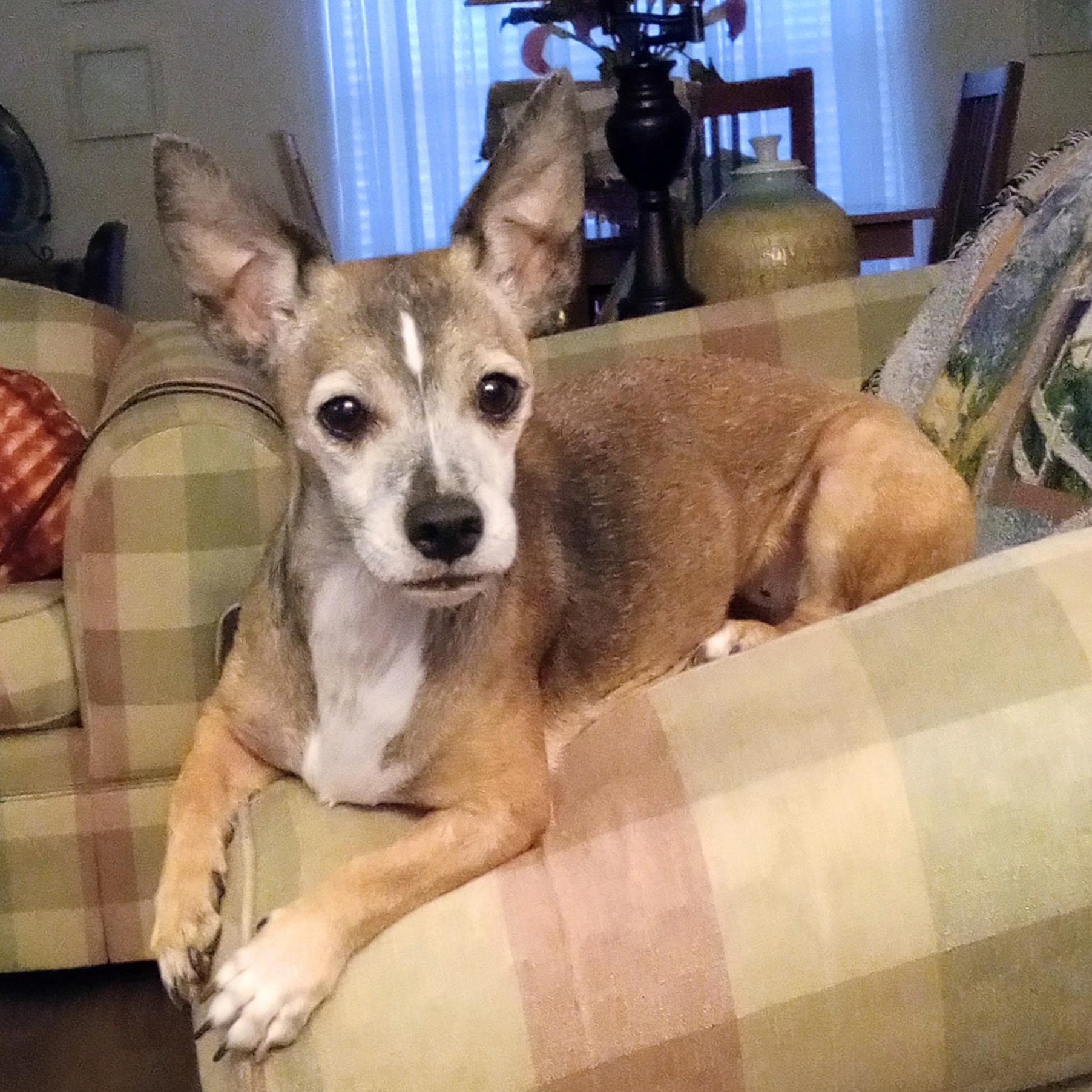 Lilly, ADOPTABLE, Adult Female Chihuahua & Terrier.