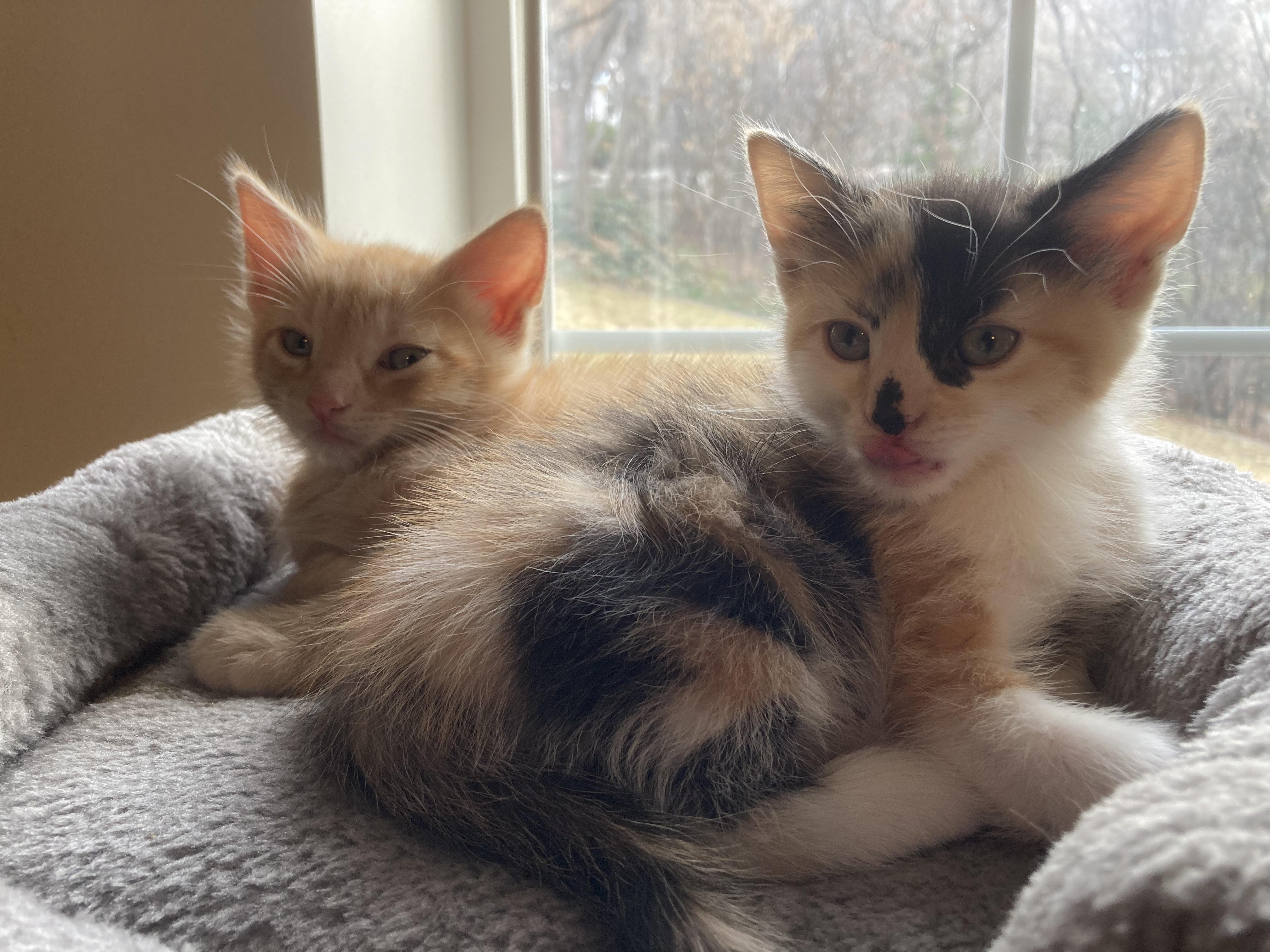 Razzmatazz — thumbnail 2