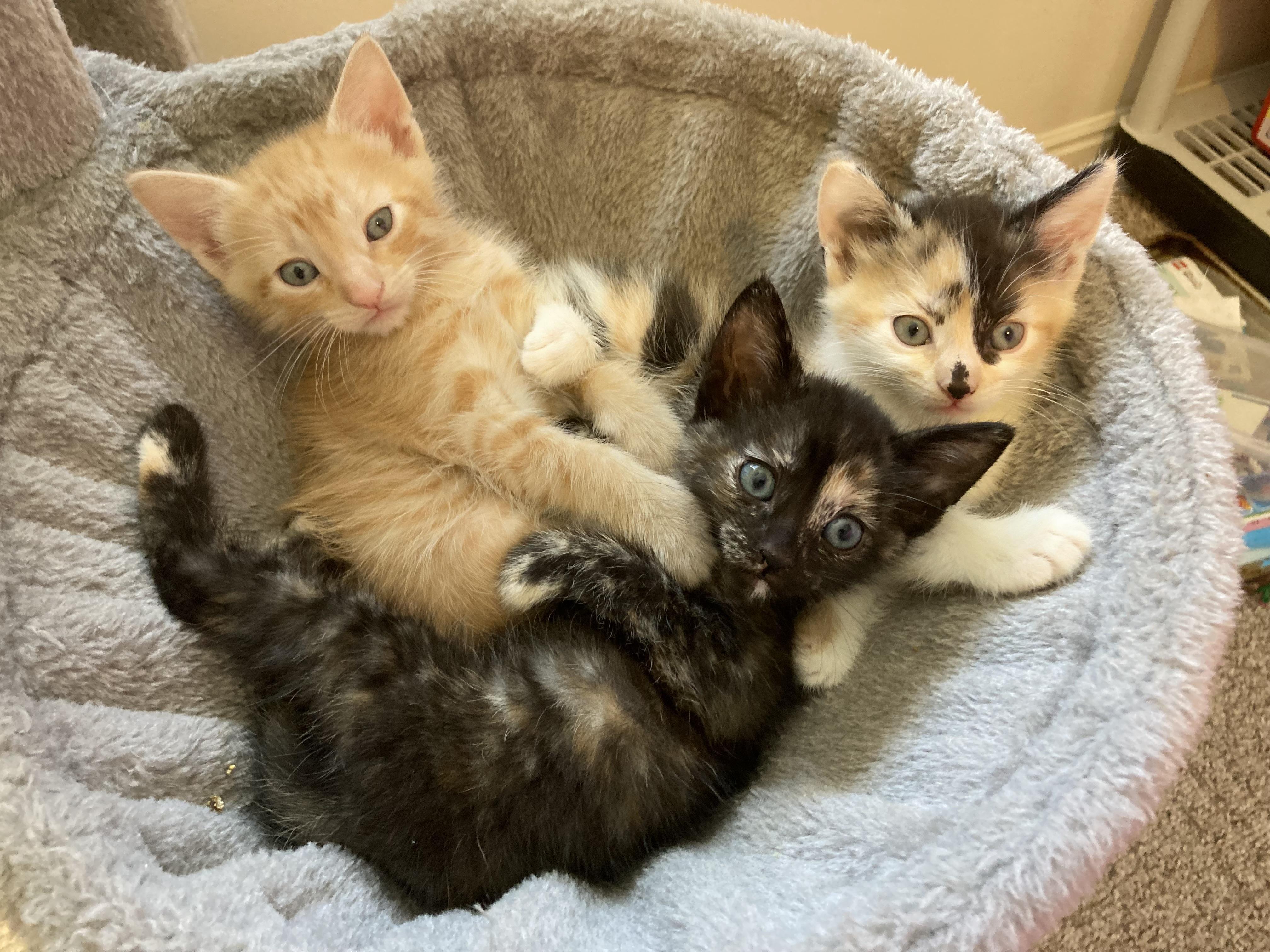 Razzmatazz — thumbnail 3